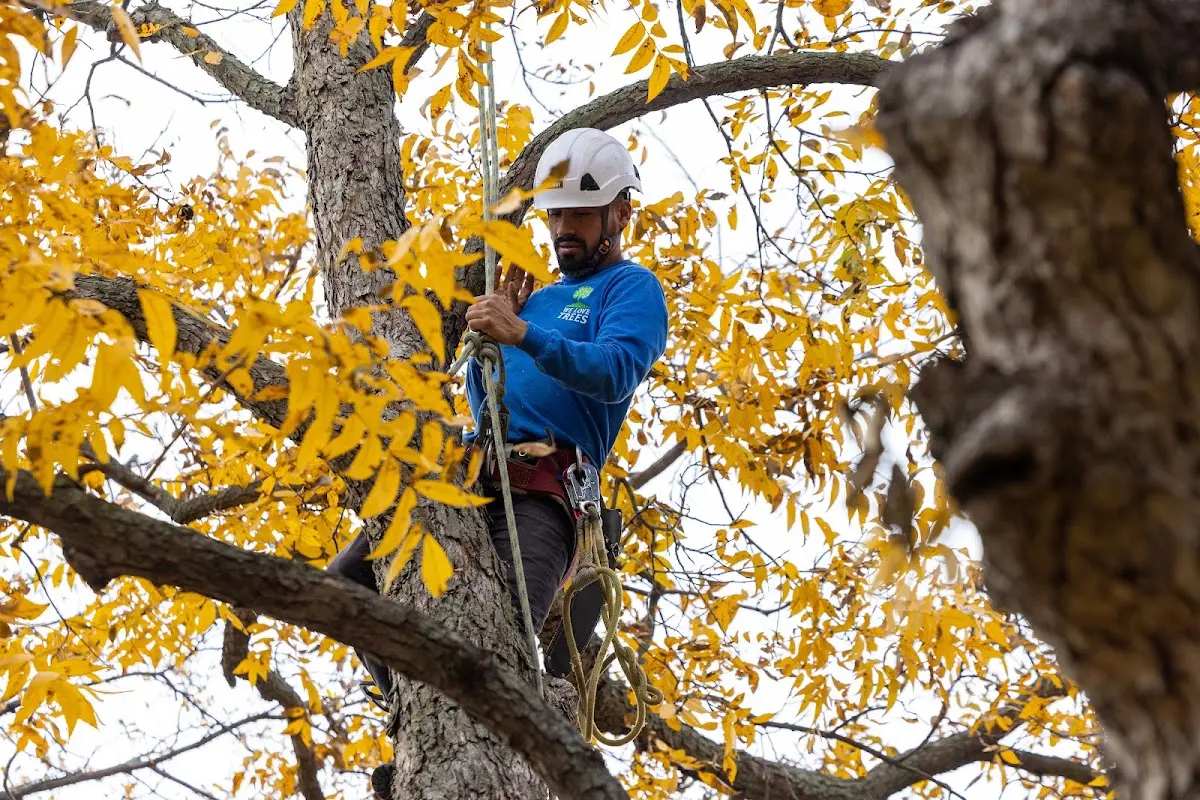 Skilled Tree Trimming crew working in Ashton